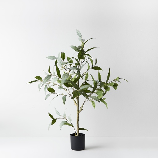 [FI9362GY] Eucalyptus Tree