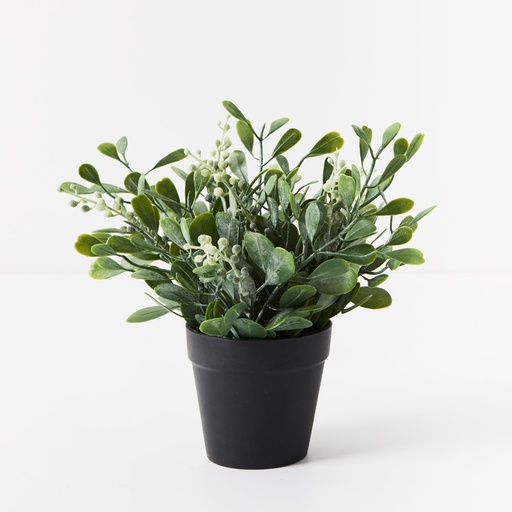 [FI9389GY] Boxwood Berry Bush in Pot