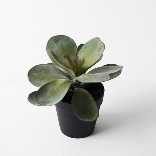 [FI9417GY] Kalanchoe Flapjack Grey Green 14cmh w/Pot 