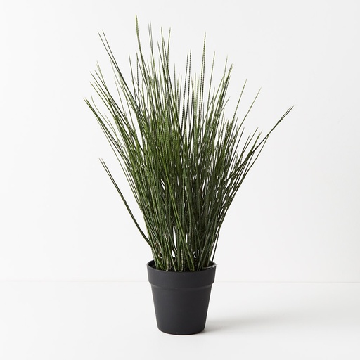 [FI9538GR] Tillandsia Grass Green 63cml w/Pot