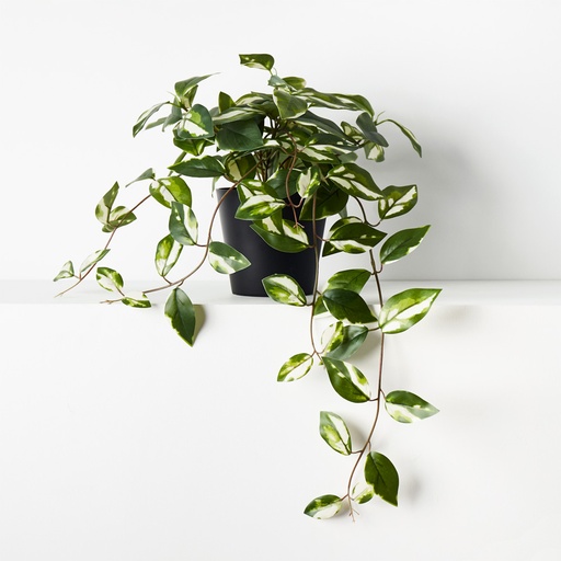 [FI9545VG] Hoya Hanging Bush Variegated 32cml w/Pot 