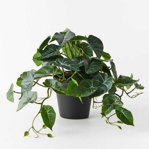 [FI9566GR] Syngonium Hang Bush w/Pot