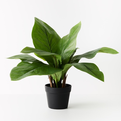 [FI9576GR] Anthurium Birds Nest Plant Green 59cmh