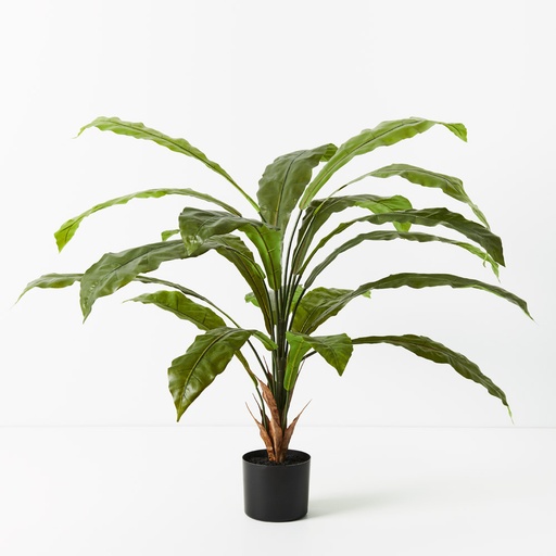 [FI9585GR] Fern Birds Nest Plant 114cmh