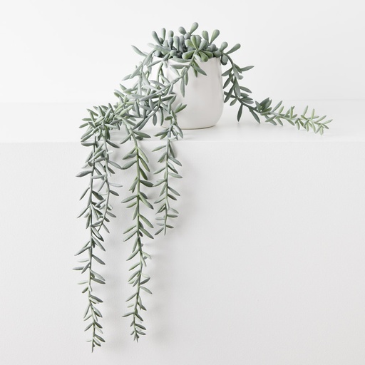 [FI9717GY] String of Bananas Grey Green 55cml w/Pot