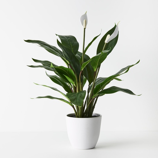 [FI9739GW] Spathiphyllum Plant Green White 50cmh w/Pot