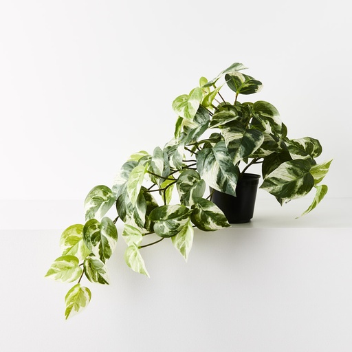 [FI9781VG] Pothos Hanging Variegated 48cml Bush w/Pot