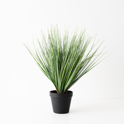 [FI10494GR] Grass Onion Plant Green 40cmh 