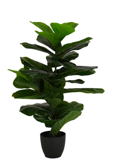 [AF2173] Fiddle Leaf Fig RT 80cm w/Pot
