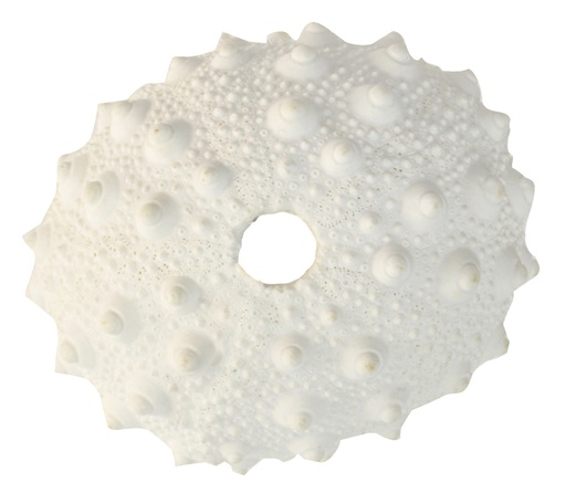 [OD1303] White Poly Spiky Urchin Coral 