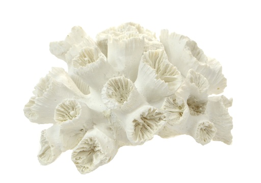 [OD1304] Stony Coral Resin Sculpture 16cm