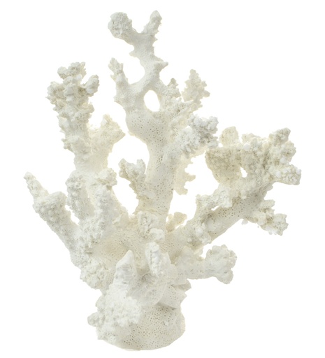 [OD1309] Poly White Anemone Coral 20x17cm