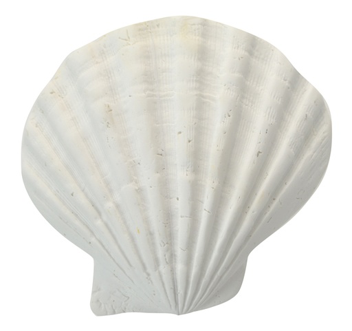 [OD1312] Fan Sea Resin Shell - White 13.5cm