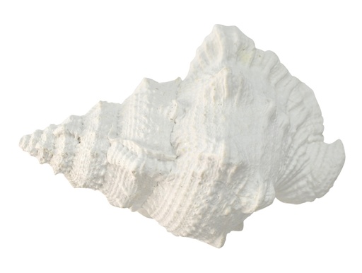[OD1319] Sea Snail Resin Shell 20cm