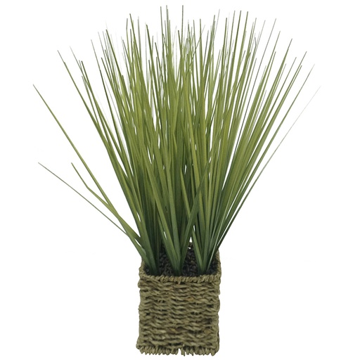 [AF2266] Onion Grass 41cm in Woven Basket