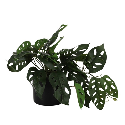 [AF2331] Monstera Adansonii RT 27cm w/Pot