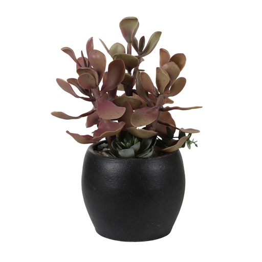 [AF2336] Succulent 20cm w/Ceramic Pot