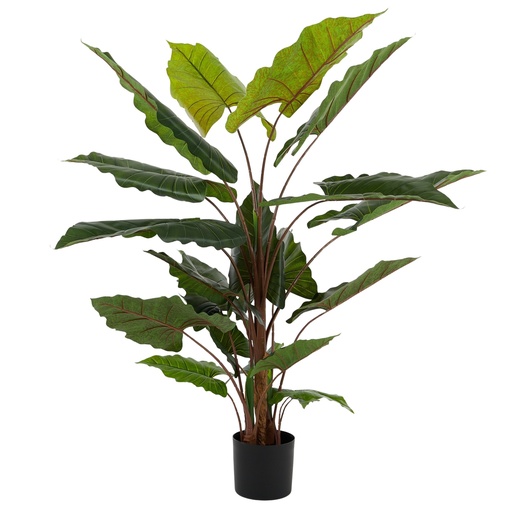 [AF2342] Alocasia Real Touch 160cm