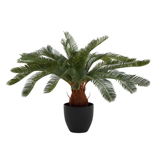 [AF2347] Cycas 72cm w/Pot 17x17cm