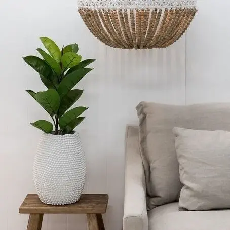 [EL010] Rubber Tree - 60cm