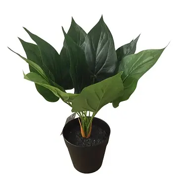 [EL011] Anthurium 30cm