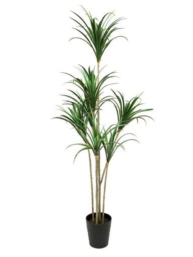 [952247] Dracanea 185cm w/Pot 