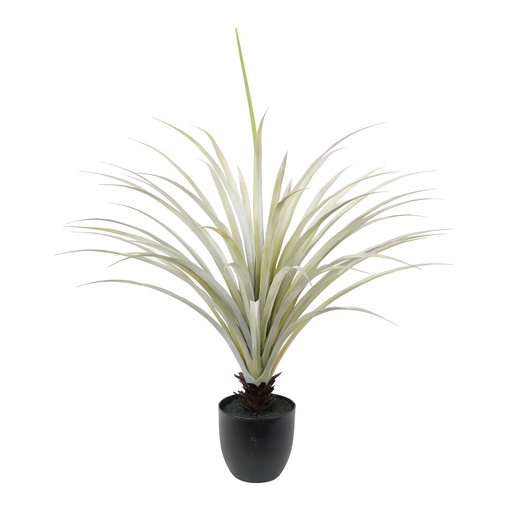 [970151] Yucca Plant 90cm 
