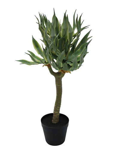 [970153] Agave Single Stem Plant 65cm