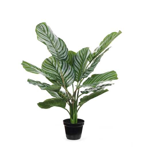 [FI7264GR] Calathea