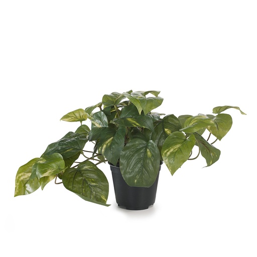 [FI7267VG] Pothos Variegated 19cmh w/Pot